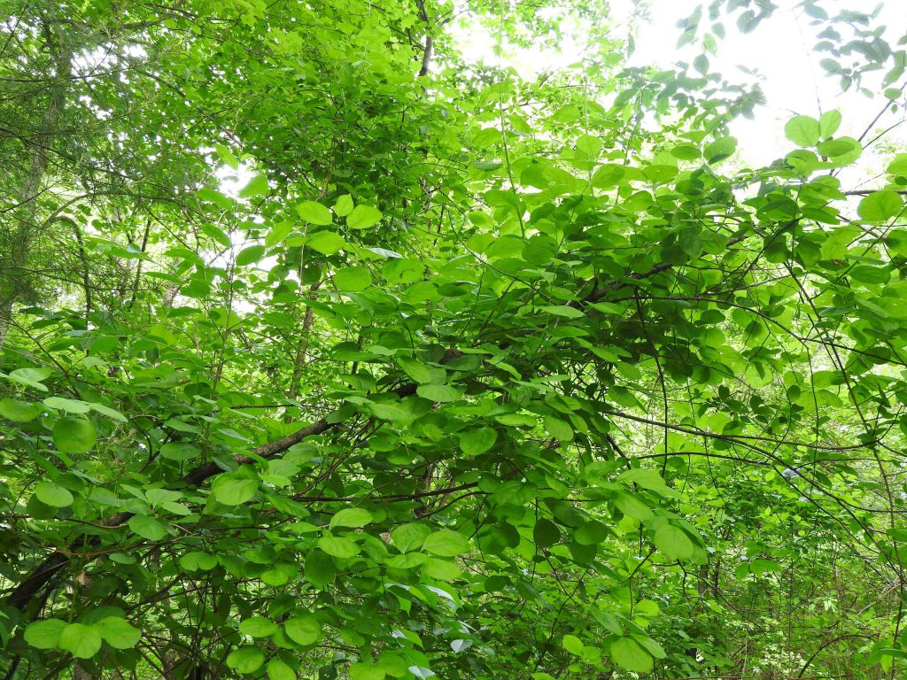 An American Redstart nest including surrounding trees