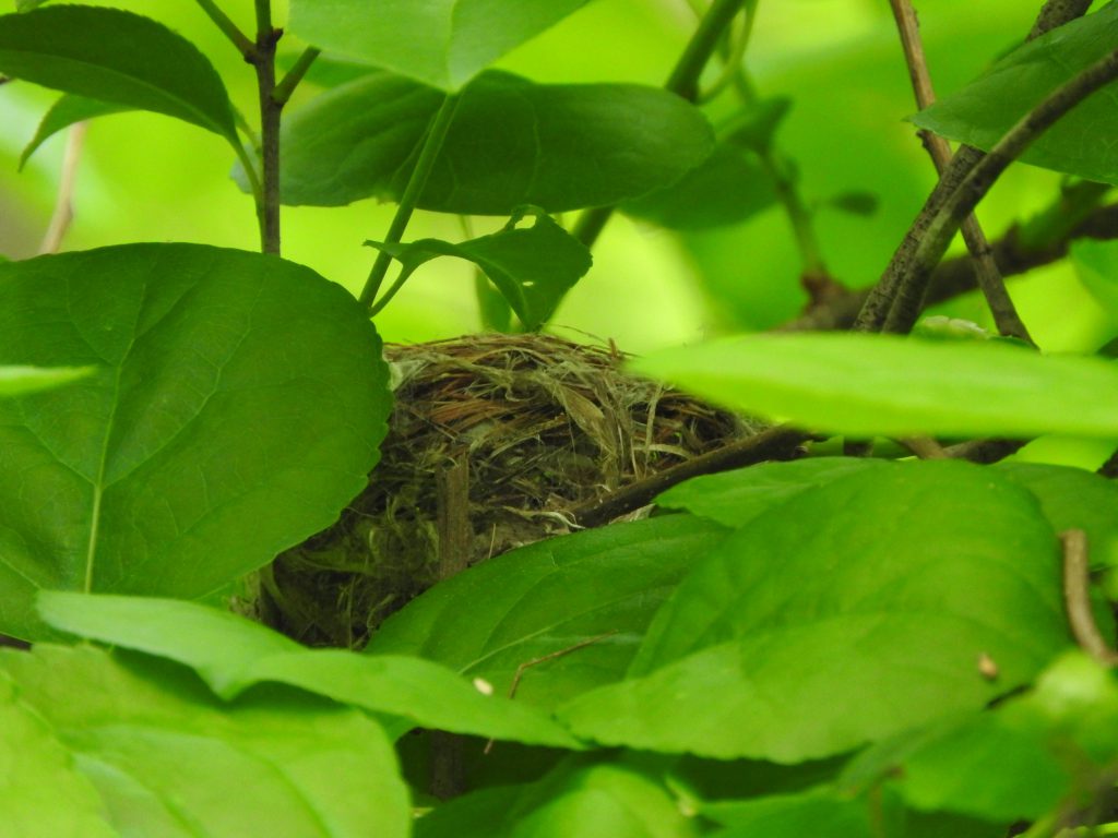 An American Redstart nest