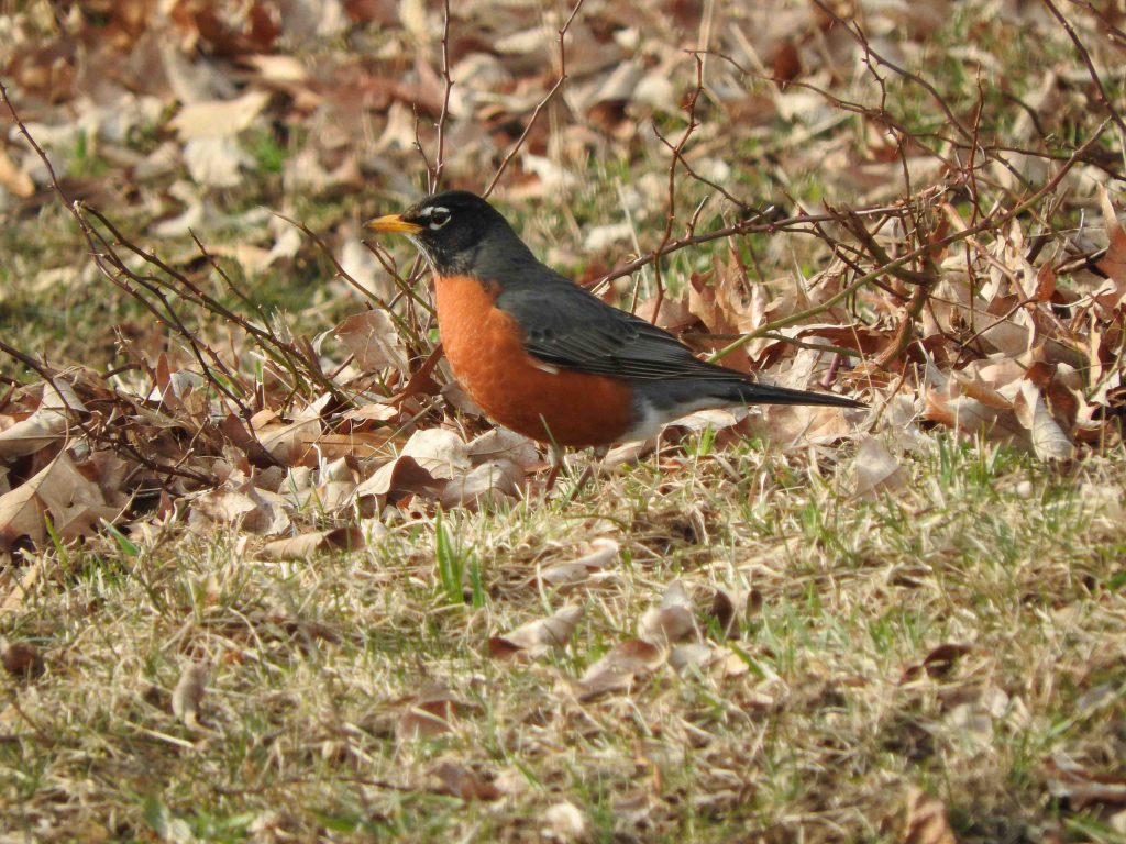 An American Robin standing in grass