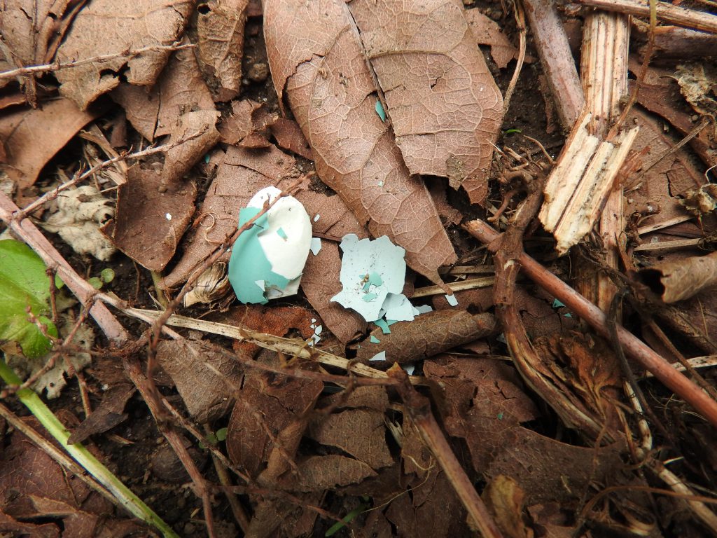 A blue broken eggshell