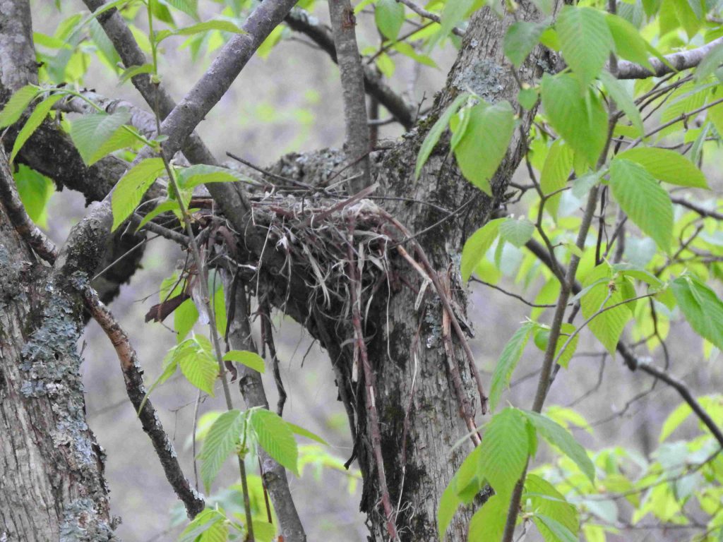 An American Robin nest