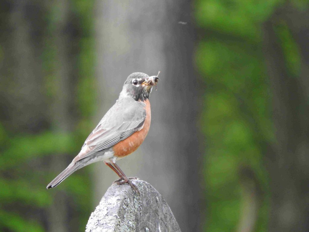 An American Robin with food