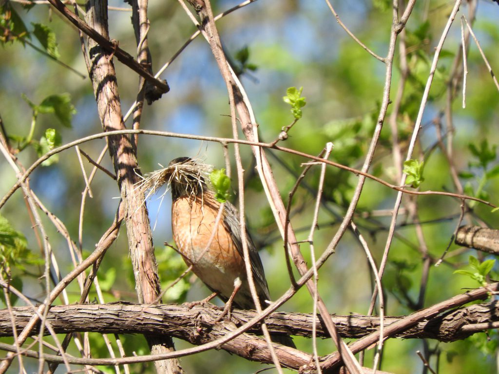 American Robin carrying nesting material