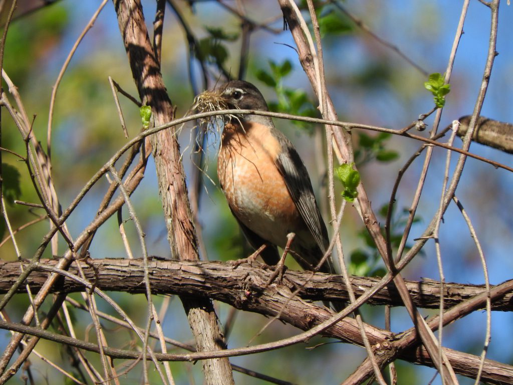 American Robin carrying nesting material