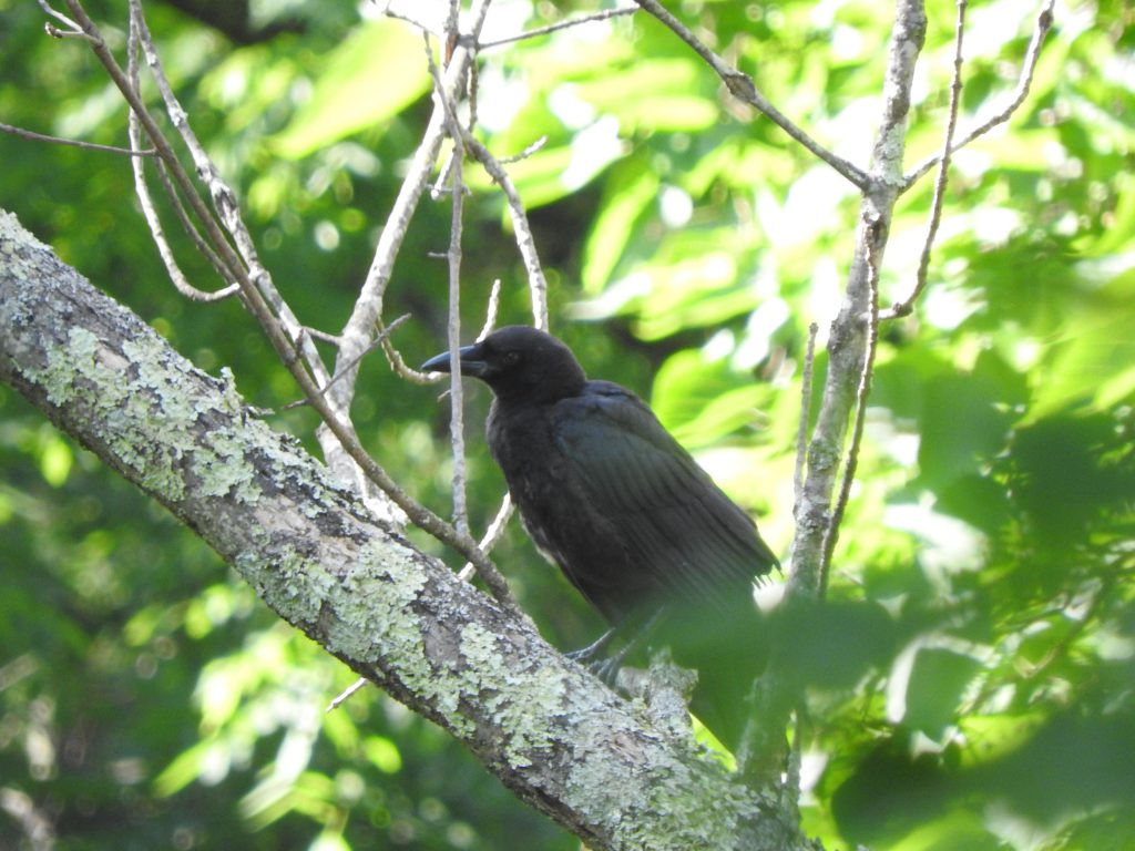 An American Crow fledgling perched on a branch