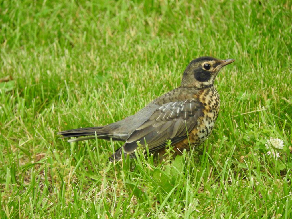 An American Robin fledgling standing on grass