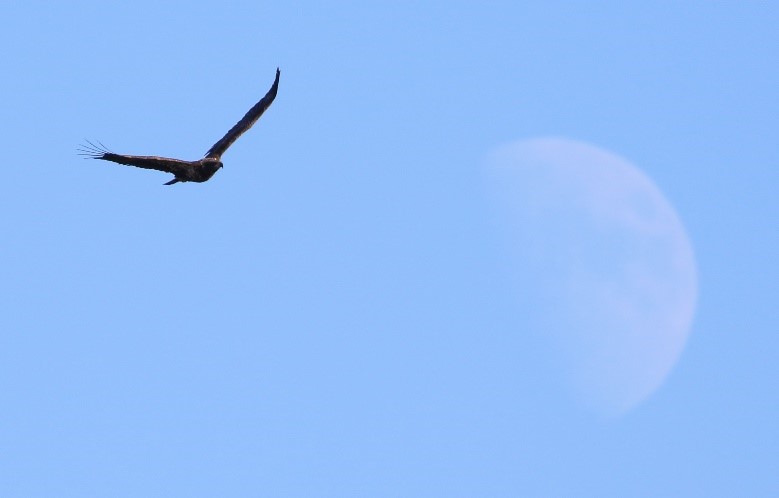 An immature Bald Eagle in flight