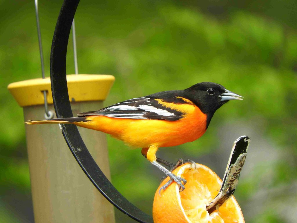 An adult male Baltimore Oriole perched on an orange at a feeder