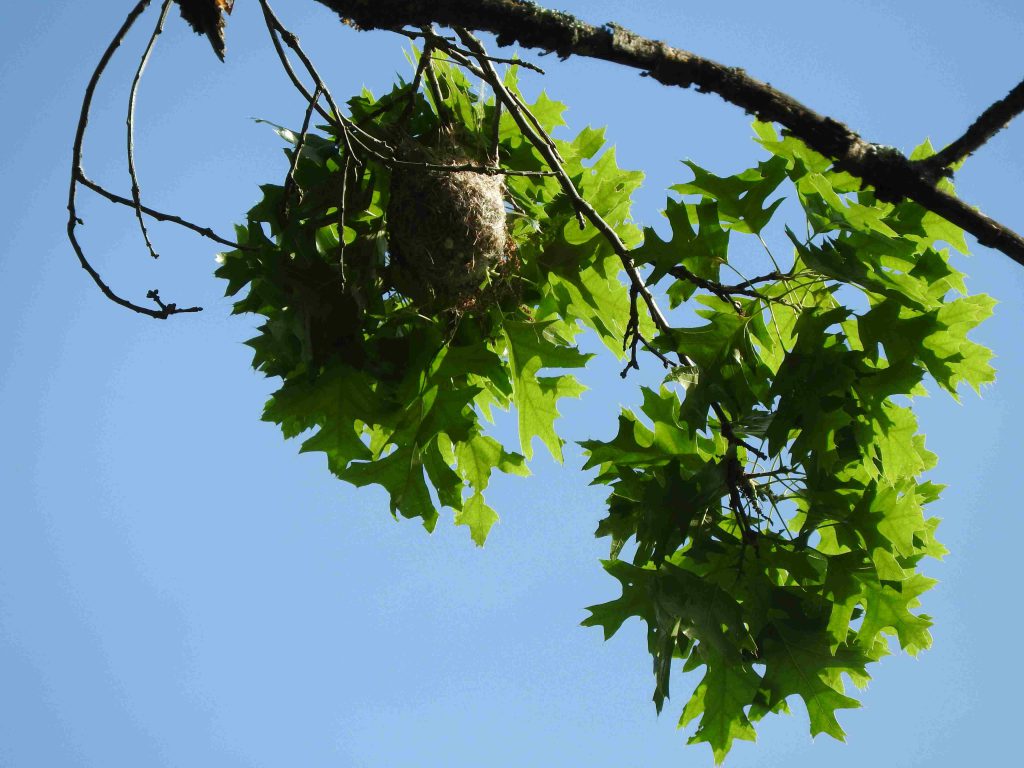 A Baltimore Oriole nest