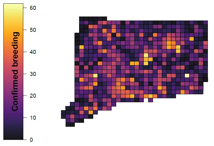 A map of Connecticut displaying the number of species confirmed breeding by atlas block as of June 2020