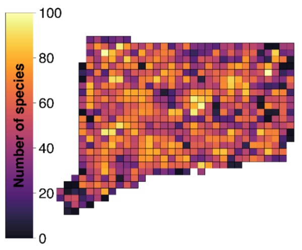 Map of Connecticut showing atlas blocks by breeding richness as of September 2019