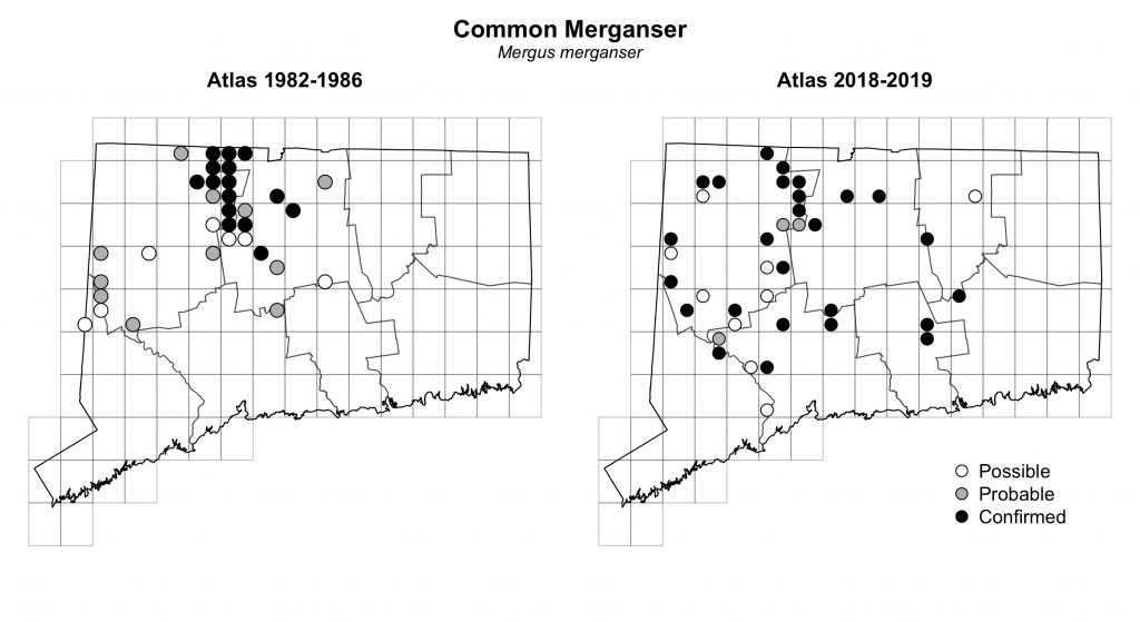 Maps of Connecticut showing a comparison of breeding data for Common Merganser from atlas surveys in 1982-1986 and 2018-2019