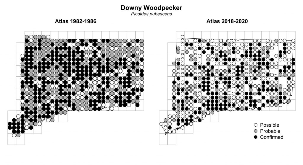 Maps of Connecticut showing a comparison of breeding data for Downy Woodpecker from atlas surveys in 1982-1986 and 2018-2020