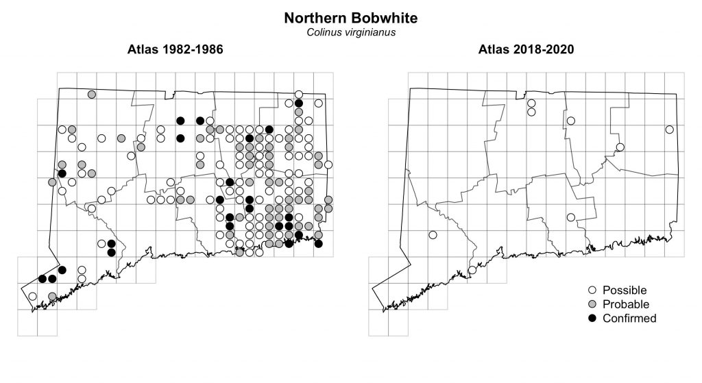 Maps of Connecticut showing a comparison of breeding data for Northern Bobwhite from atlas surveys in 1982-1986 and 2018-2020