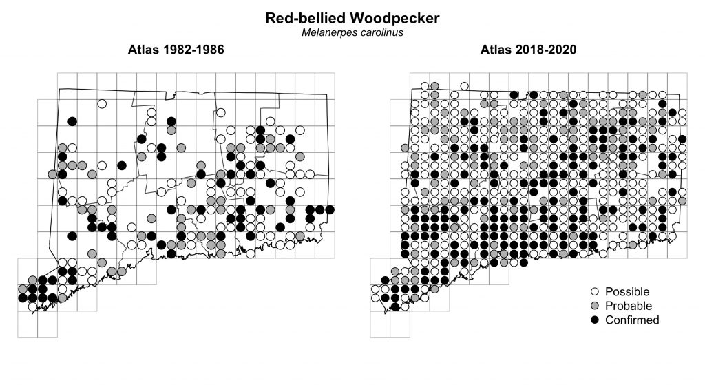 Maps of Connecticut showing a comparison of breeding data for Red-bellied Woodpecker from atlas surveys in 1982-1986 and 2018-2020