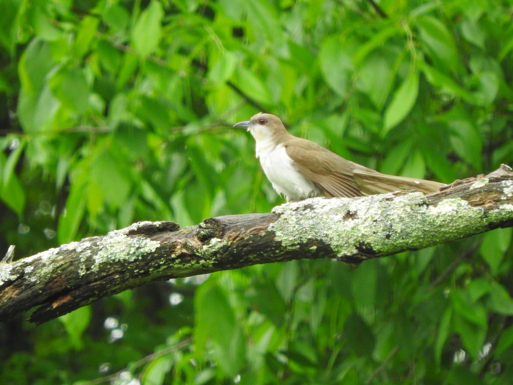 A Black-billed Cuckoo perched on a branch