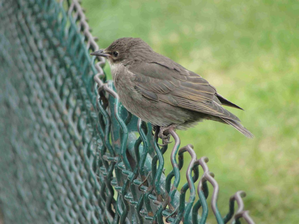 A European Starling fledgling perched on a fence