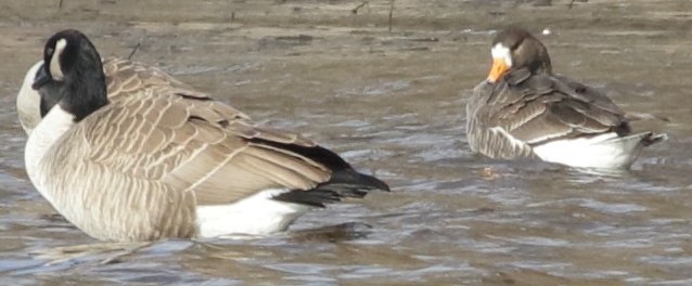 A Greater White-fronted Goose alongside two Canada Geese