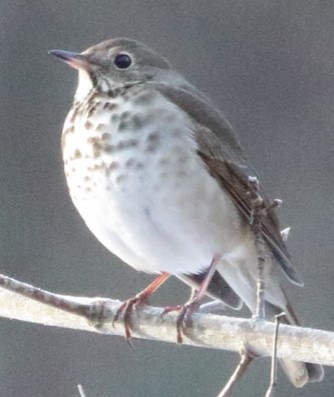 A Hermit Thrush perched on a branch