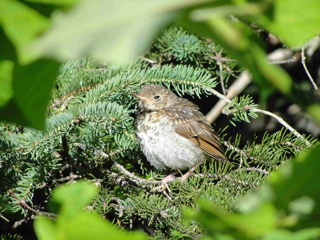 A Hermit Thrush fledgling