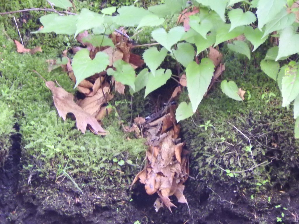 An occupied Louisiana Waterthrush nest