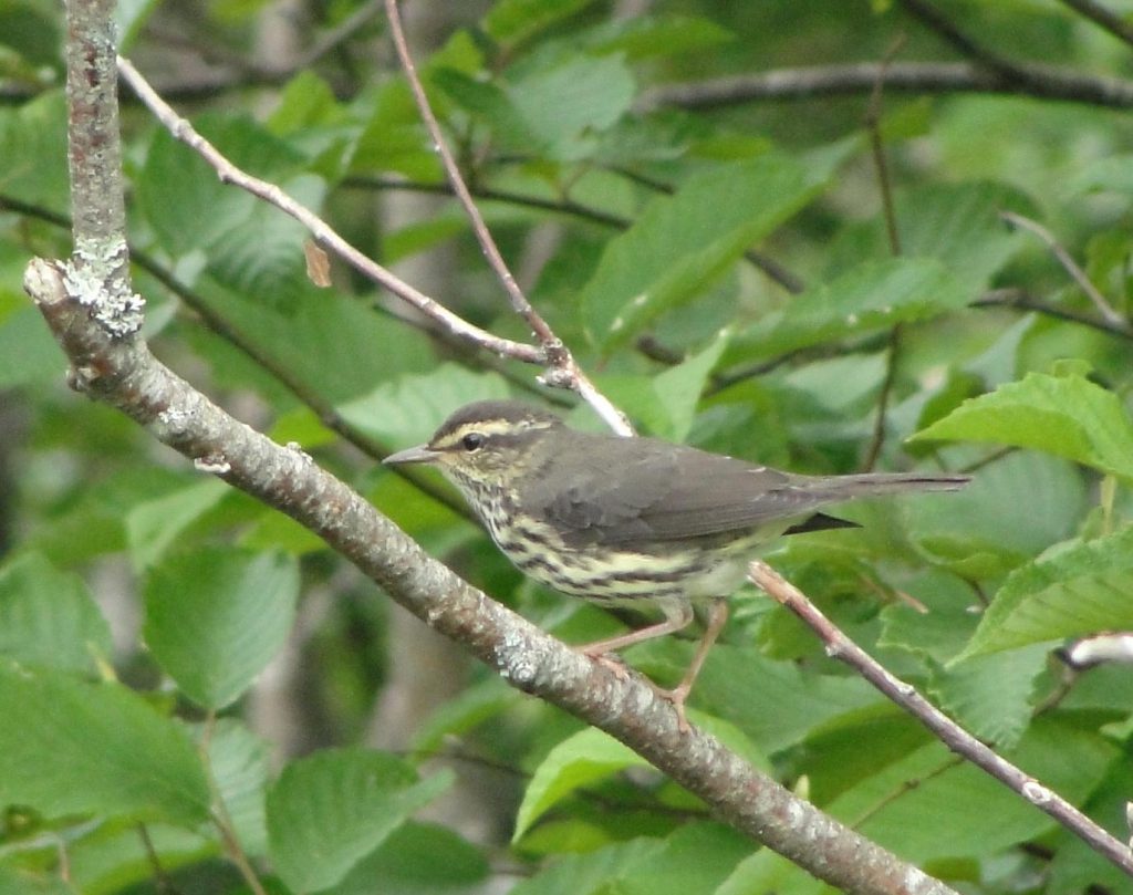 A Northern Waterthrush perched on a branch