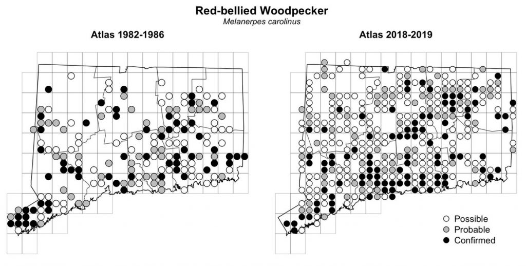 Maps of Connecticut showing a comparison of breeding data for Red-bellied Woodpecker from atlas surveys in 1982-1986 and 2018-2019