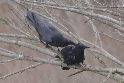 A pair of Common Ravens