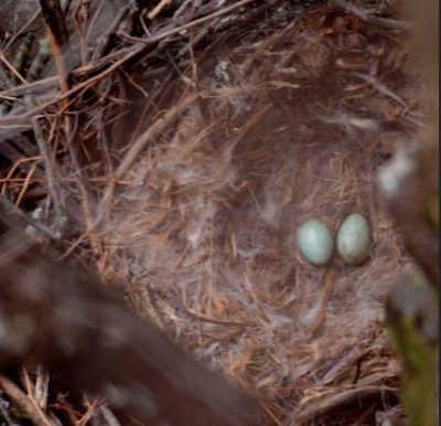 A Common Raven nest with two eggs