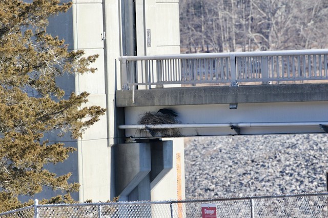 A Common Raven nest under an elevated walkway