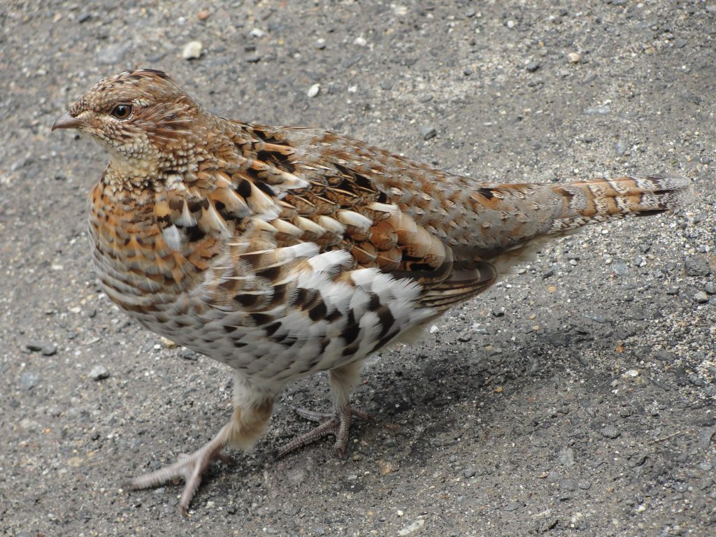 A Ruffed Grouse standing on a path