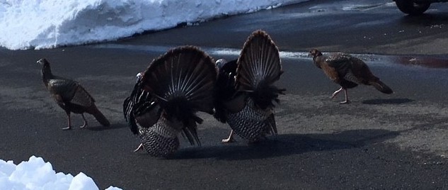 Two male Wild Turkeys displaying