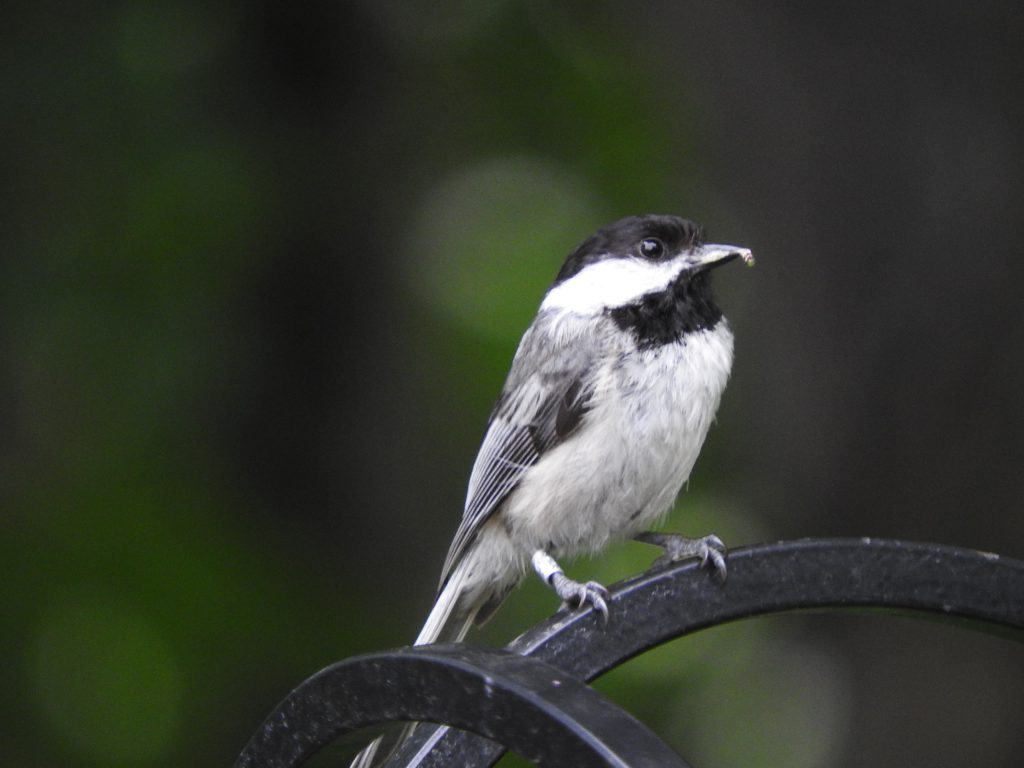 A Black-capped Chickadee carrying food