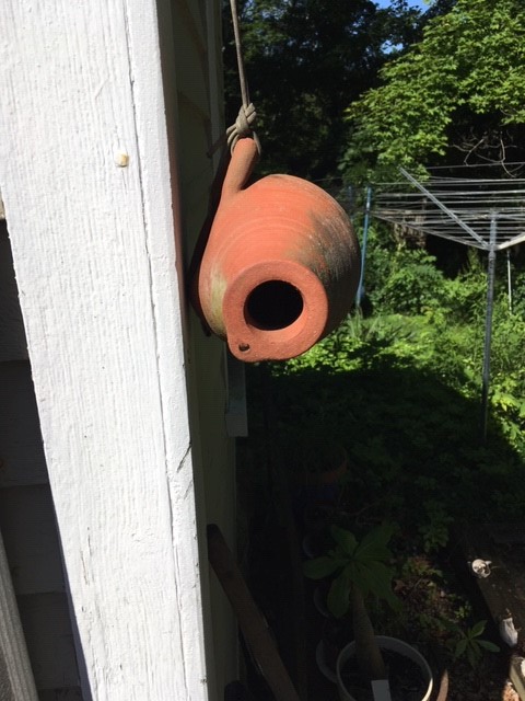 A Black-capped Chickadee nest