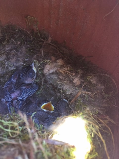 Two Black-capped Chickadee chicks in a nest