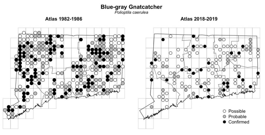 Maps of Connecticut showing a comparison of breeding data for Blue-gray Gnatcatcher from atlas surveys in 1982-1986 and 2018-2019