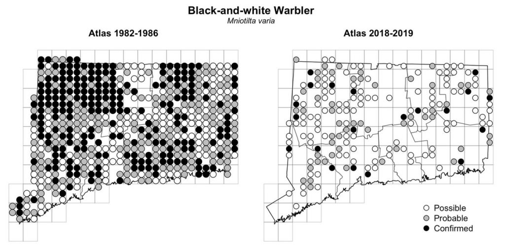 Maps of Connecticut showing a comparison of breeding data for Black-and-white Warbler from atlas surveys in 1982-1986 and 2018-2019