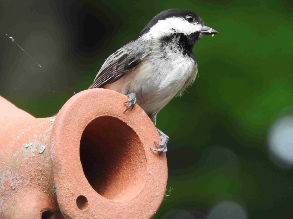 A Black-capped Chickadee carrying food