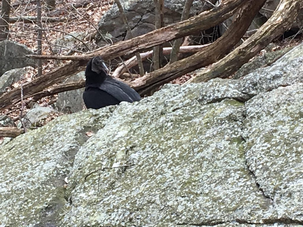 A Black Vulture at a nest site