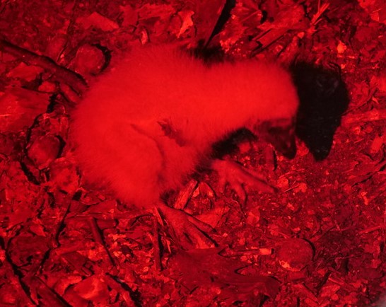 A Black Vulture chick