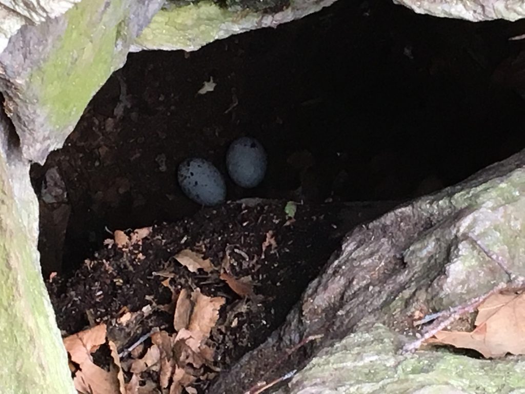 A Black Vulture nest with two eggs