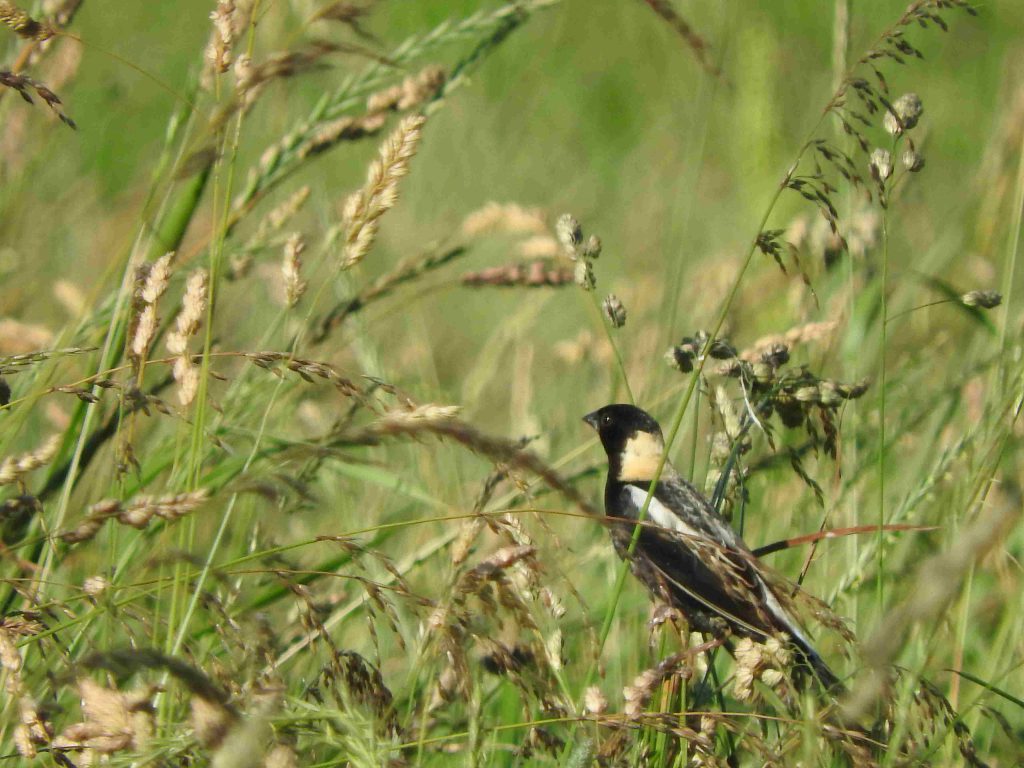 An adult male Bobolink