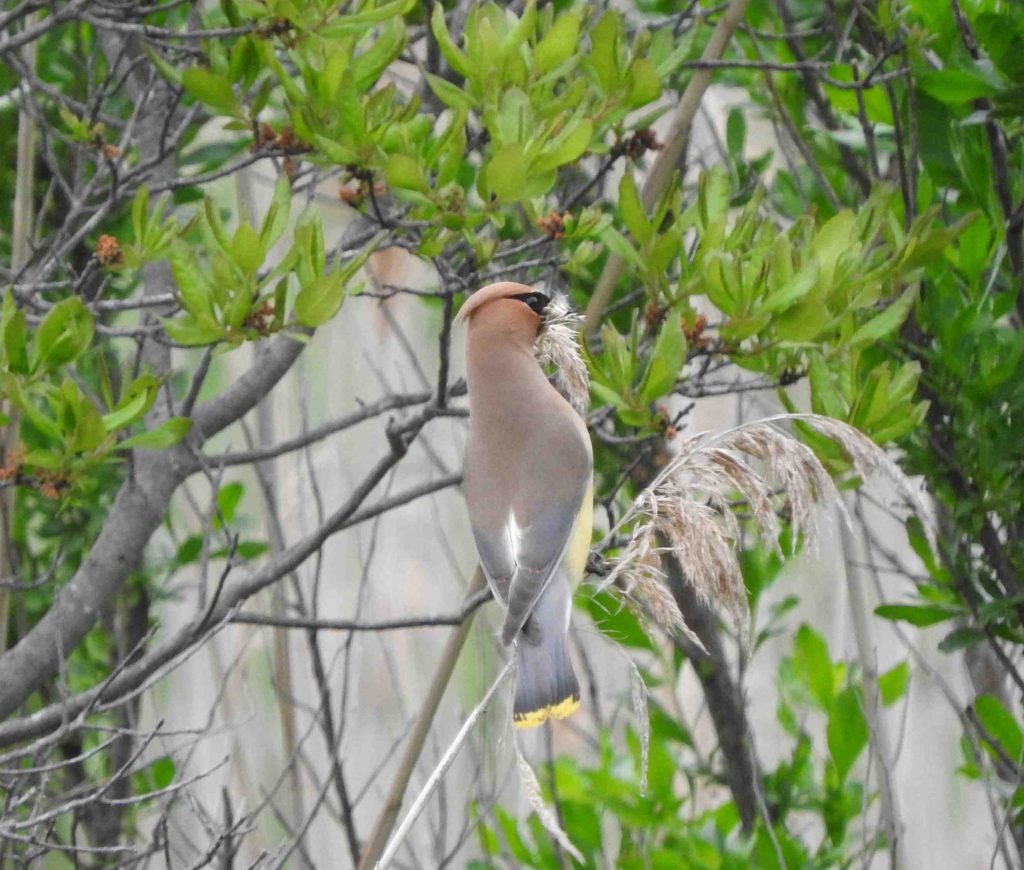 A Cedar Waxwing carrying nesting material