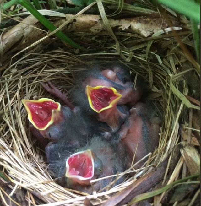 An Eastern Towhee nest containing three Eastern Towhee chicks and one Brown-headed Cowbird chick