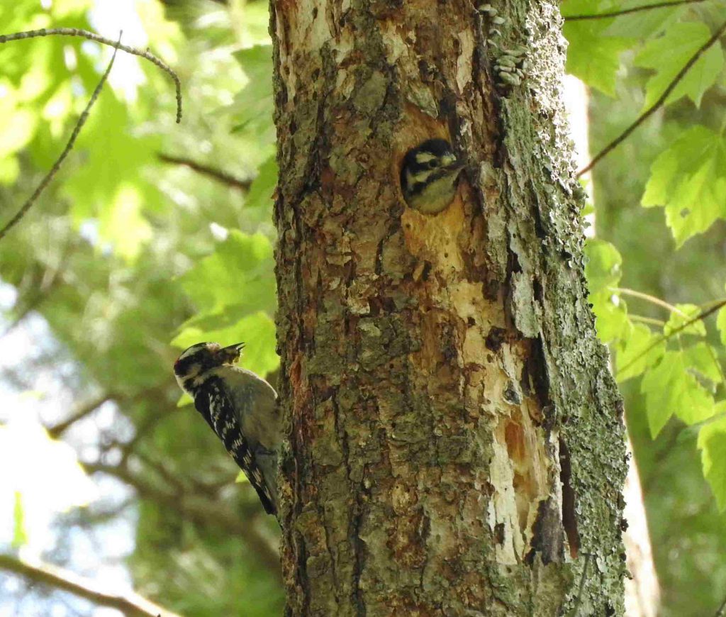 A Downy Woodpecker nest with two birds