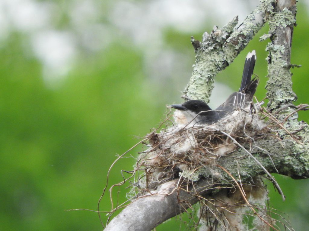 An Eastern Kingbird sitting on a nest