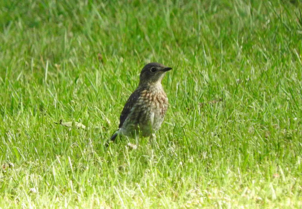 An Eastern Bluebird fledgling standing on grass