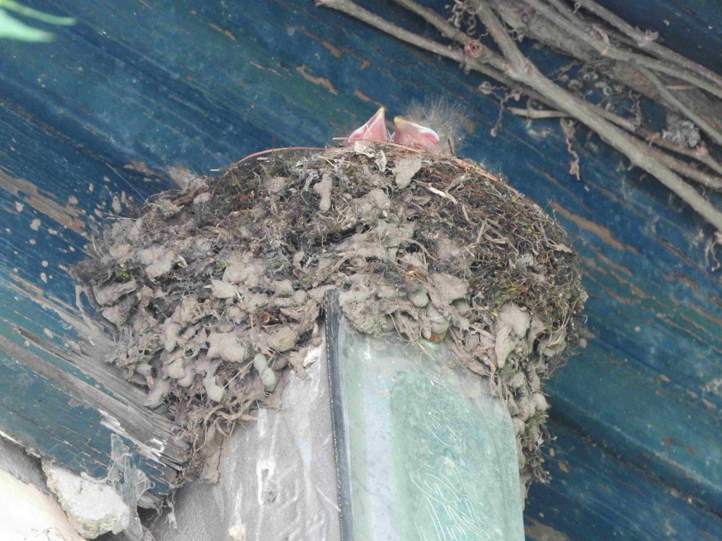 An Eastern Phoebe nest containing at least two young birds