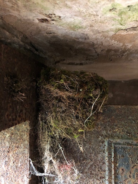 An Eastern Phoebe nest