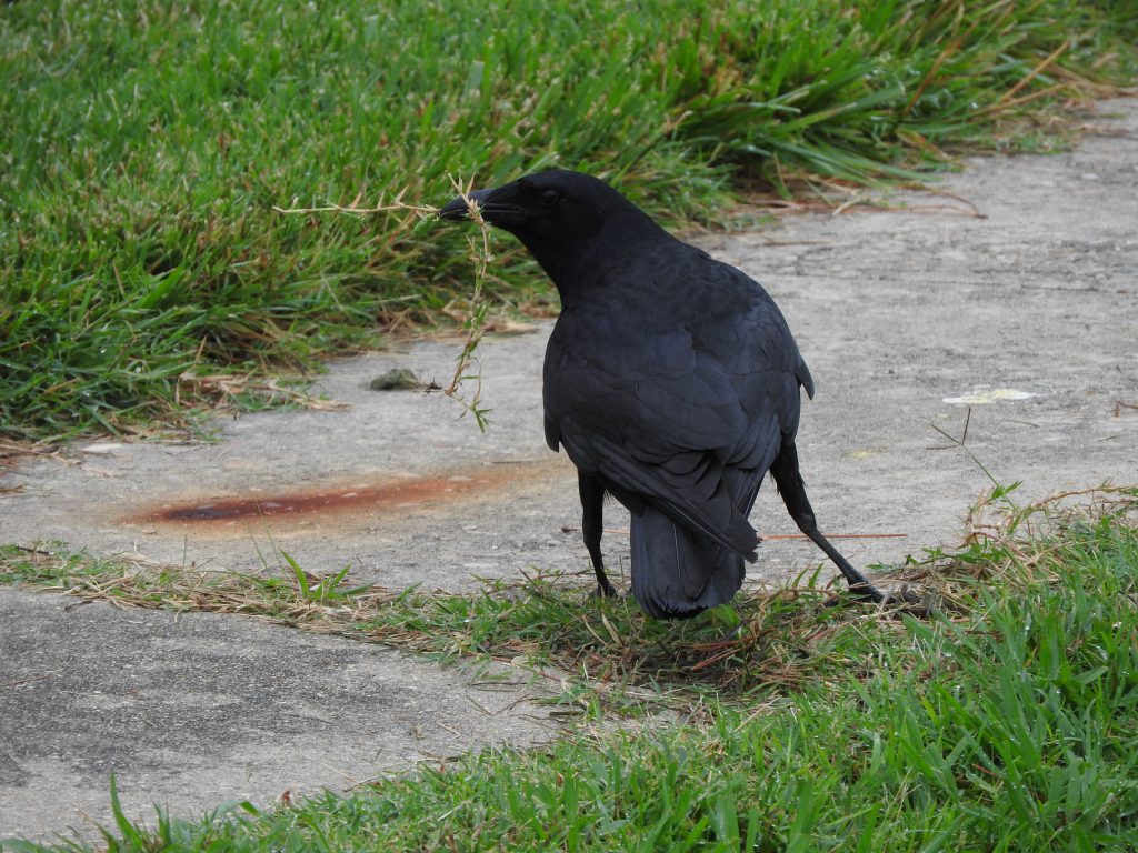 A Fish Crow carrying nest material